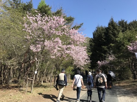 Pathway to the main field of Fuji Shibazakura festival