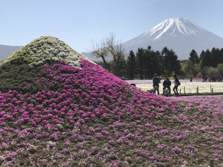 Little mount Fuji in Fuji Shibazakura festival