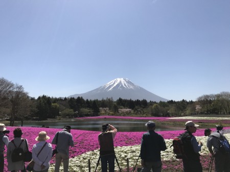 Fuji Shibazakura festival