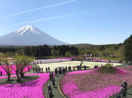 The view from observatory in Fuji Shibazakura festival