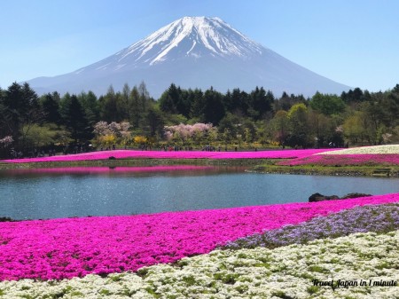 Fuji Shibazakura festival