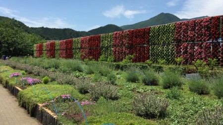 Kawaguchiko Herb Festival