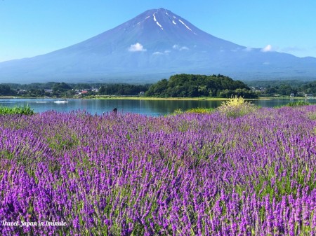 Kawaguchiko herb festival