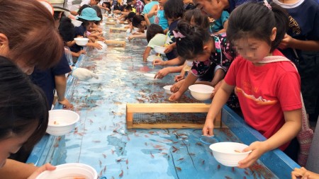 World's longest goldfish scooping in Japan