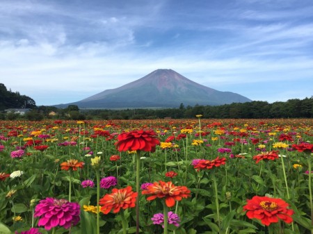Mt.Fuji and Hanano Miyako Koen park