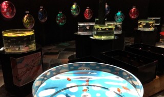 goldfish aquarium in Gotemba Kogen Toki No Sumika