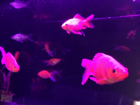 goldfish aquarium in Gotemba Kogen Toki No Sumika