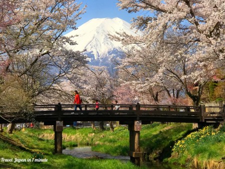 Cherry blossoms and Mt.Fuji at Sin-Nashogawa river in Oshino Hakkai