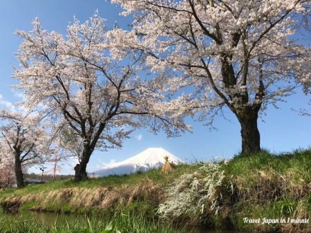 Cherry blossoms and Mt.Fuji at Sin-Nashogawa river in Oshino Hakkai
