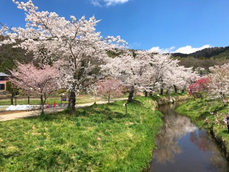 Cherry blossoms at Sin-Nashogawa river in Oshino Hakkai