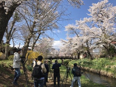 Cherry blossoms and Mt.Fuji at Sin-Nashogawa river in Oshino Hakkai