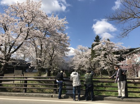 Cherry blossoms at Omiyabashi bridge in Oshino Hakkai