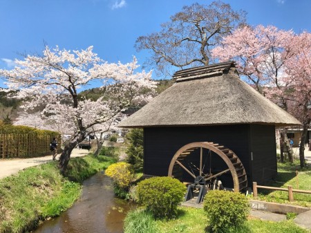 Water mill and cherry blossoms at Oshino Hakkai