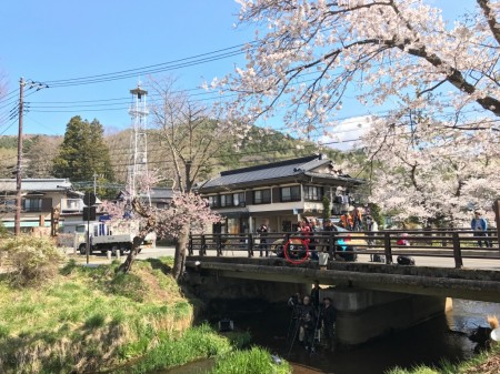 Cherry blossoms at Omiyabashi bridge in Oshino Hakkai