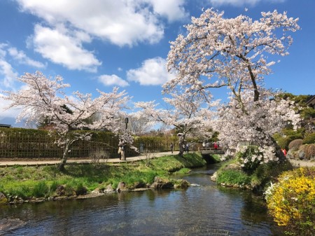 Cherry blossoms at Oshino Hakkai