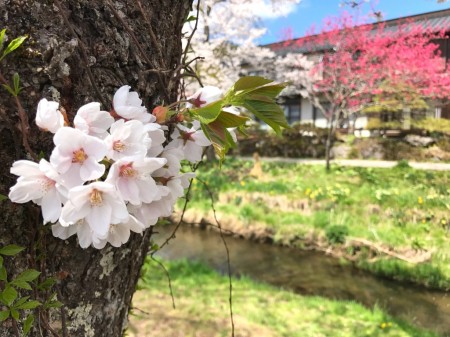 Cherry blossoms at Sin-Nashogawa river in Oshino Hakkai