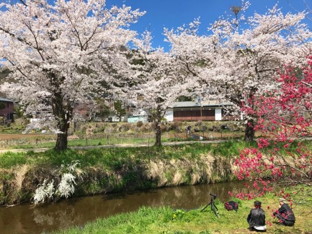Cherry blossoms at Sin-Nashogawa river in Oshino Hakkai