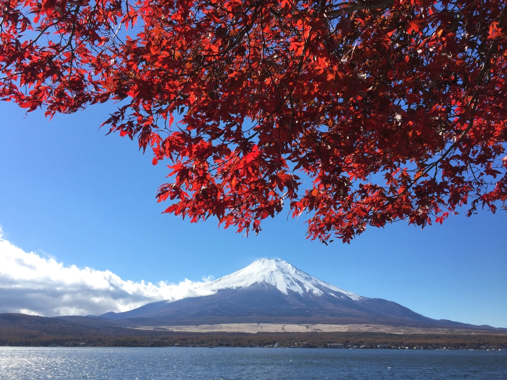 Autumn leaves in Lake Yamanaka