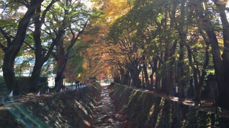 momiji tunnel in lake Kawaguchi in Japan