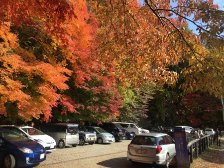 momiji tunnel in lake Kawaguchi in Japan