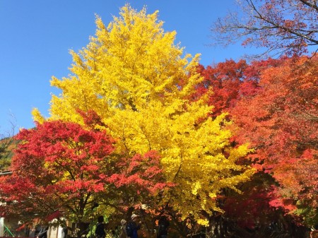 momiji Kairou in lake Kawaguchi in Japan