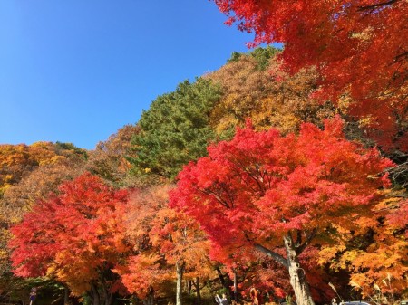 momiji tunnel in lake Kawaguchi in Japan