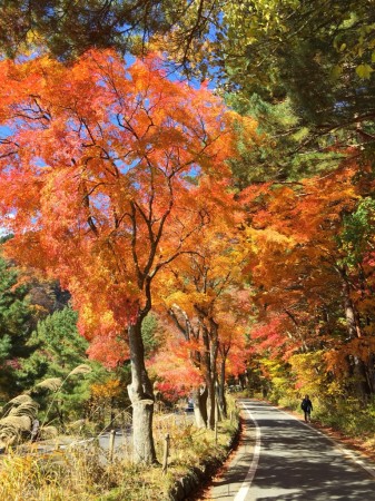 momiji tunnel in lake Kawaguchi in Japan