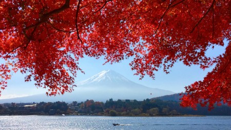 momiji tunnel in lake Kawaguchi in Japan