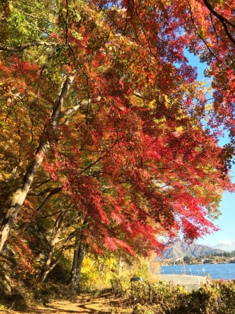 Momiji tunnel