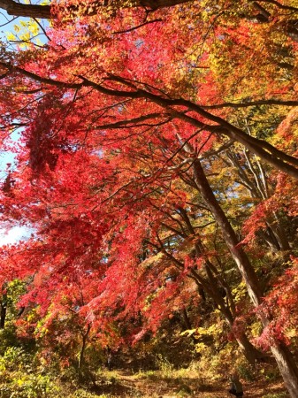 Momiji tunnel