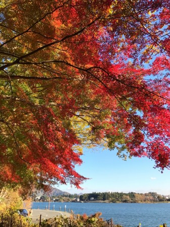 Momiji tunnel