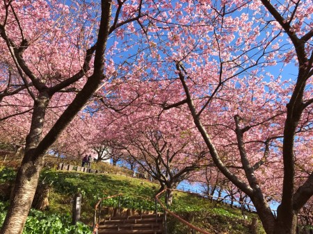 Matsuda Cherry Blossom Festival 2017