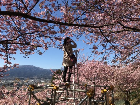 Matsuda Cherry Blossom Festival 2017