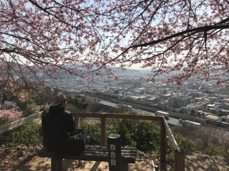 Matsuda Cherry Blossom Festival 2018