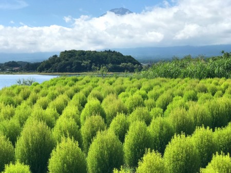 Green Kokia and Mt.Fuji in the lake Kawaguchi