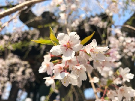 Cherry blossoms at Zojoji temple in Tokyo