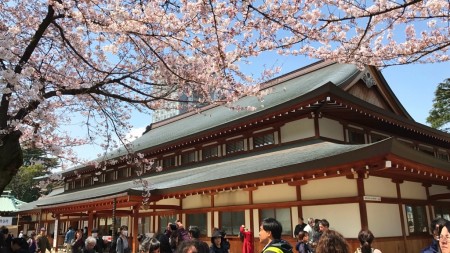 Cherry blossoms at Sanshuden in Yasukuni shrine