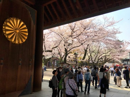 Cherry blossoms at Shinmon in Yasukuni shrine