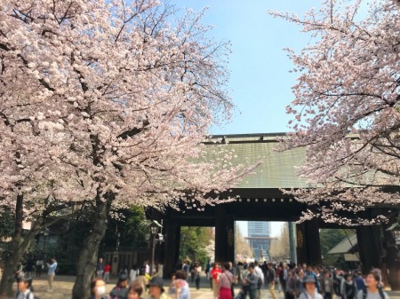 Cherry blossoms at Shinmon in Yasukuni shrine