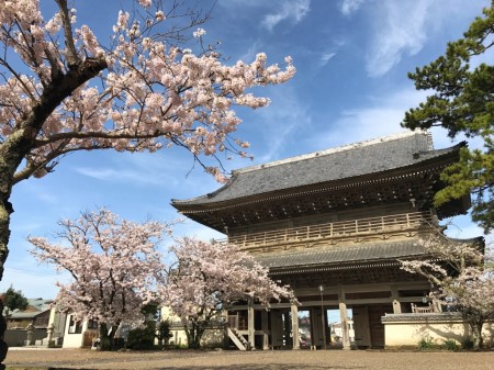 Sanmon gate and cherry blossoms at Komyoji temple in Kamakura
