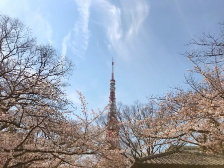 Cherry blossoms in Zojoji temple and Tokyo tower