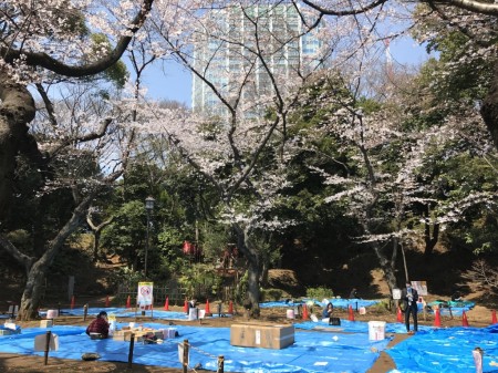 Set their spot for hanami at Shiba Maruyama Kofun in Shiba koen park