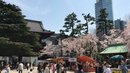 Cherry blossoms and food stalls at Zojoji temple in Tokyo