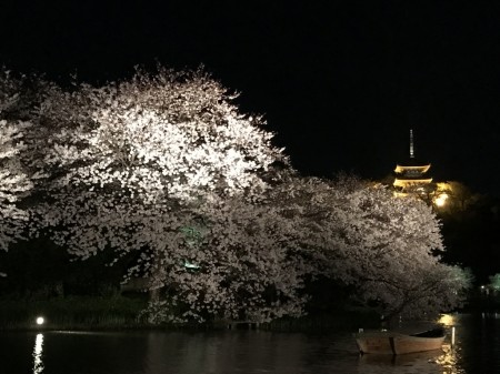 Three-Story Pagoda and cherry blossoms at Ooike in Sankeien garden