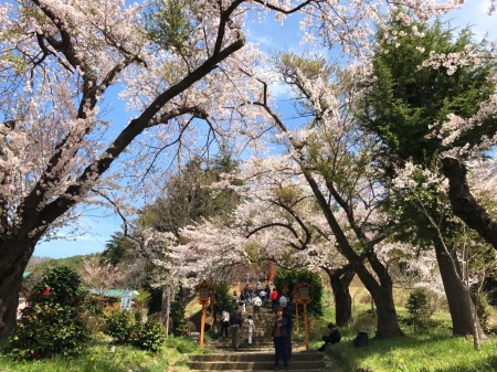 Cherry blossoms at Arakurayama Sengen Park