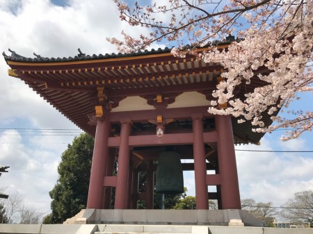 Shoro and Cherry blossoms in Ikegami Honmonji