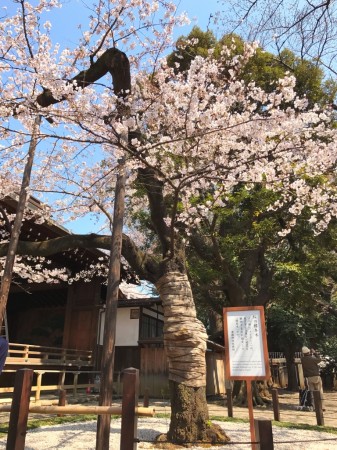 Sample tree in Yasukuni shrine