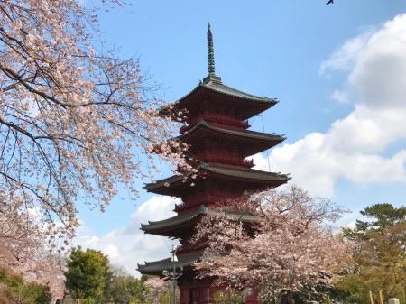 Cherry blossoms and five-story pagoda at Ikegami Honmonji temple