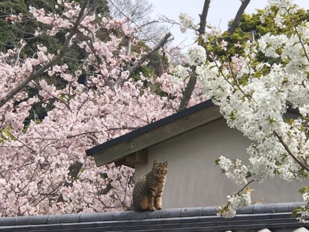 Cat and cherry blossoms at Komyoji temple in Kamakura