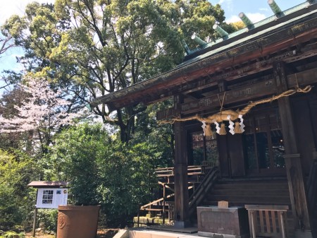 Gyosha-den(main hall) and cherry blossoms in Hotoku Ninomiya Shrine